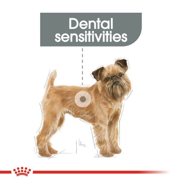 Royal Canin Adult Dental Care Mini Breed Dry Dog Food - Image 3