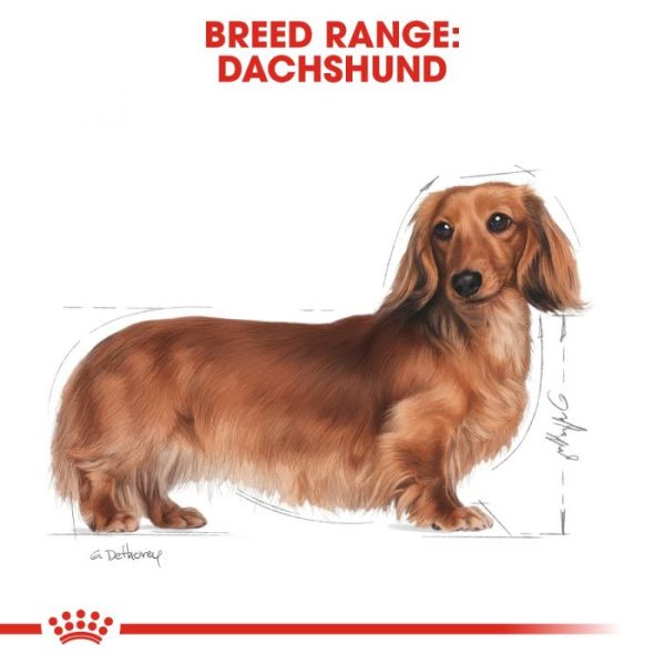 Royal Canin Adult Dachshund Wet Dog Food (in Loaf) 12x85g Pouches - Image 8