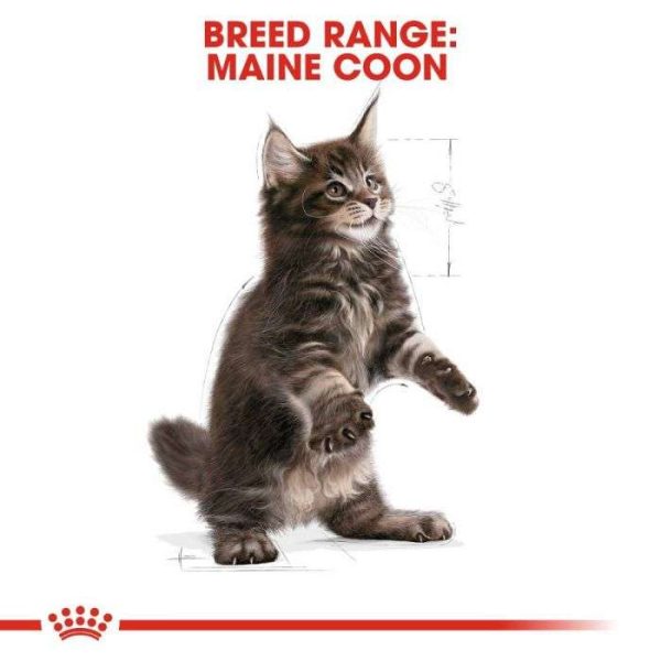 Royal Canin Maine Coon Kitten Dry Food - Image 3